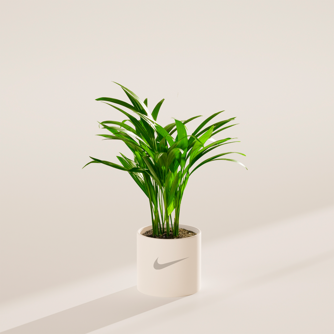 Areca Palm Plant Kit