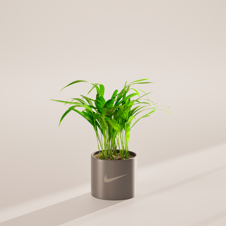 Areca Palm Plant Kit