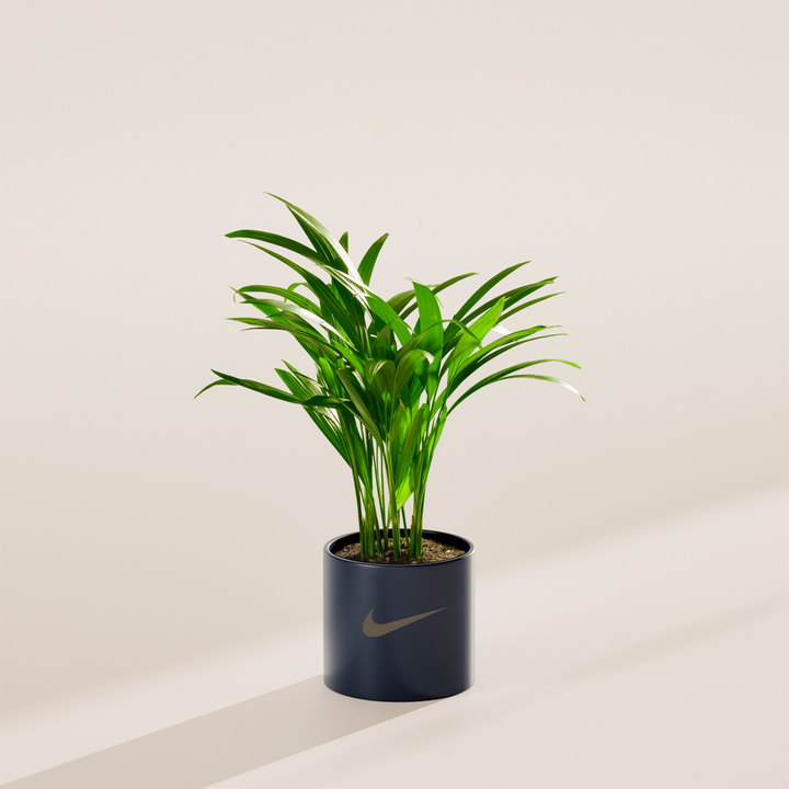Areca Palm Plant Kit