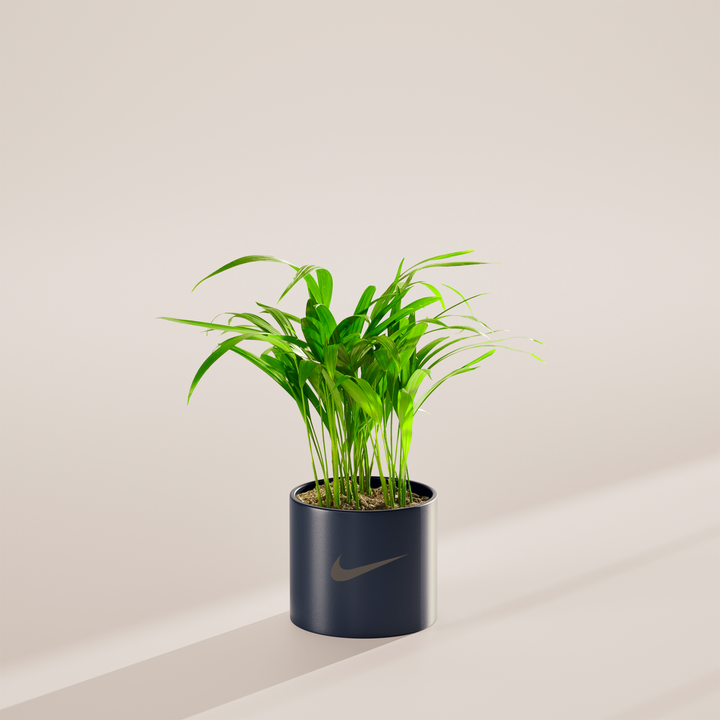 Areca Palm Plant Kit