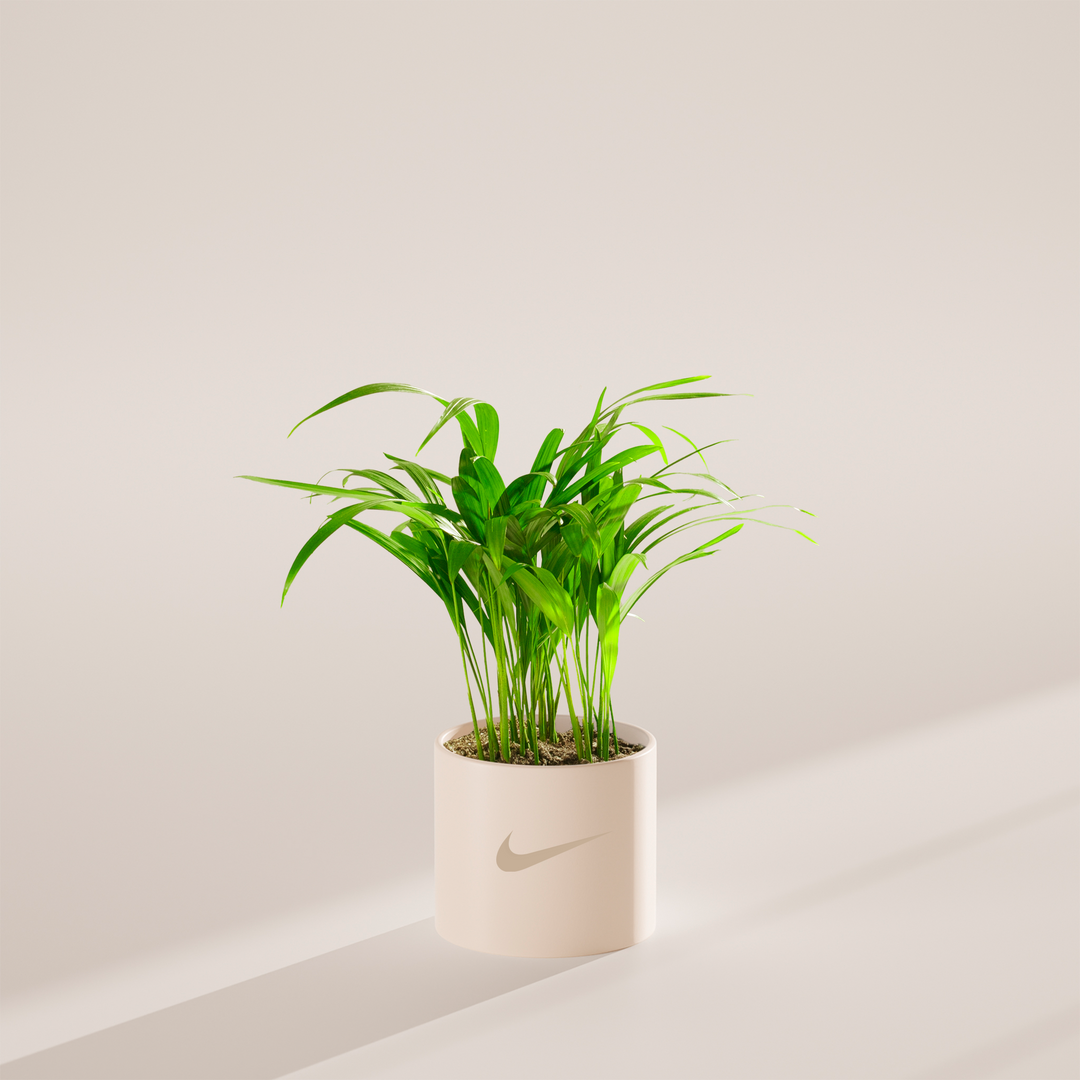 Areca Palm Plant Kit