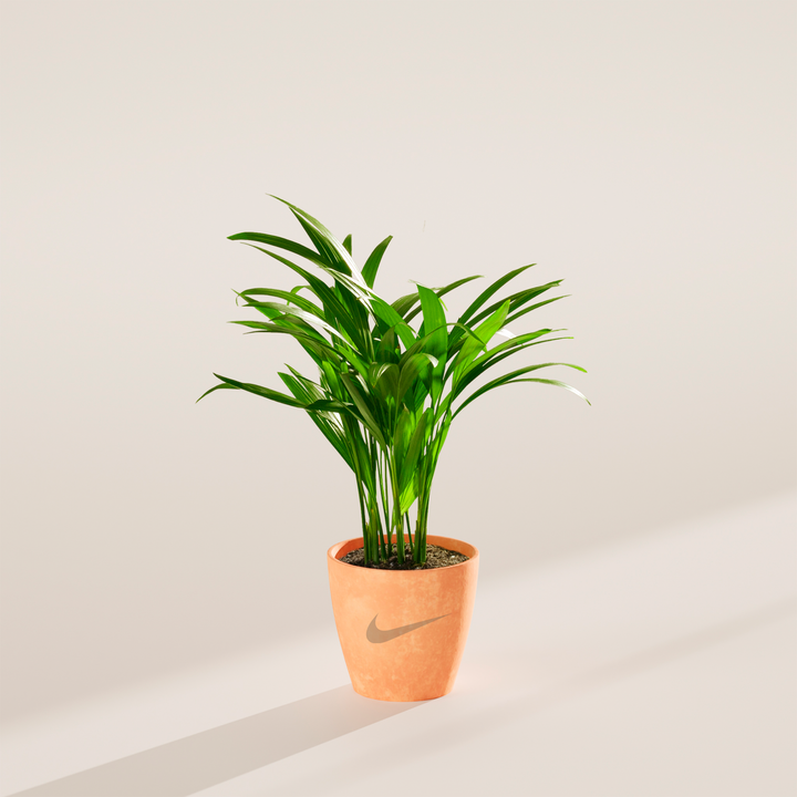 Areca Palm Plant Kit