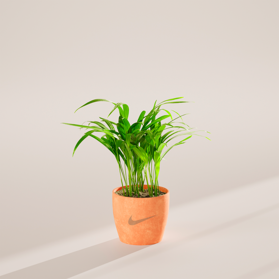 Areca Palm Plant Kit