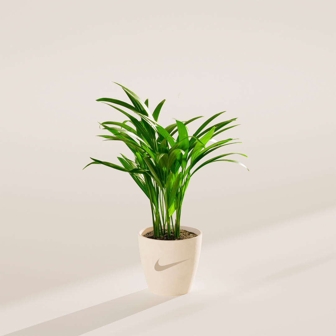 Areca Palm Plant Kit