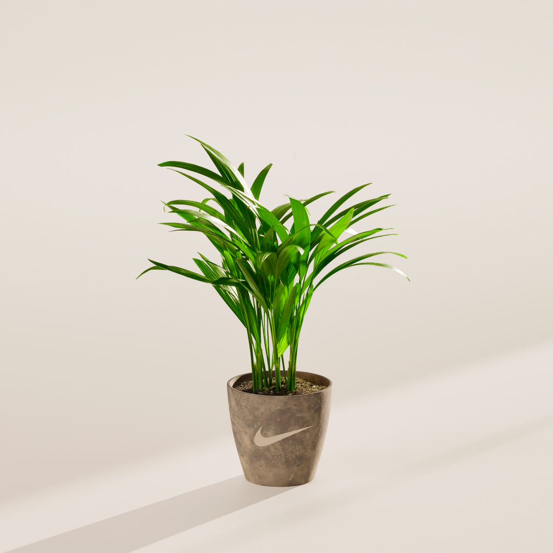Areca Palm Plant Kit
