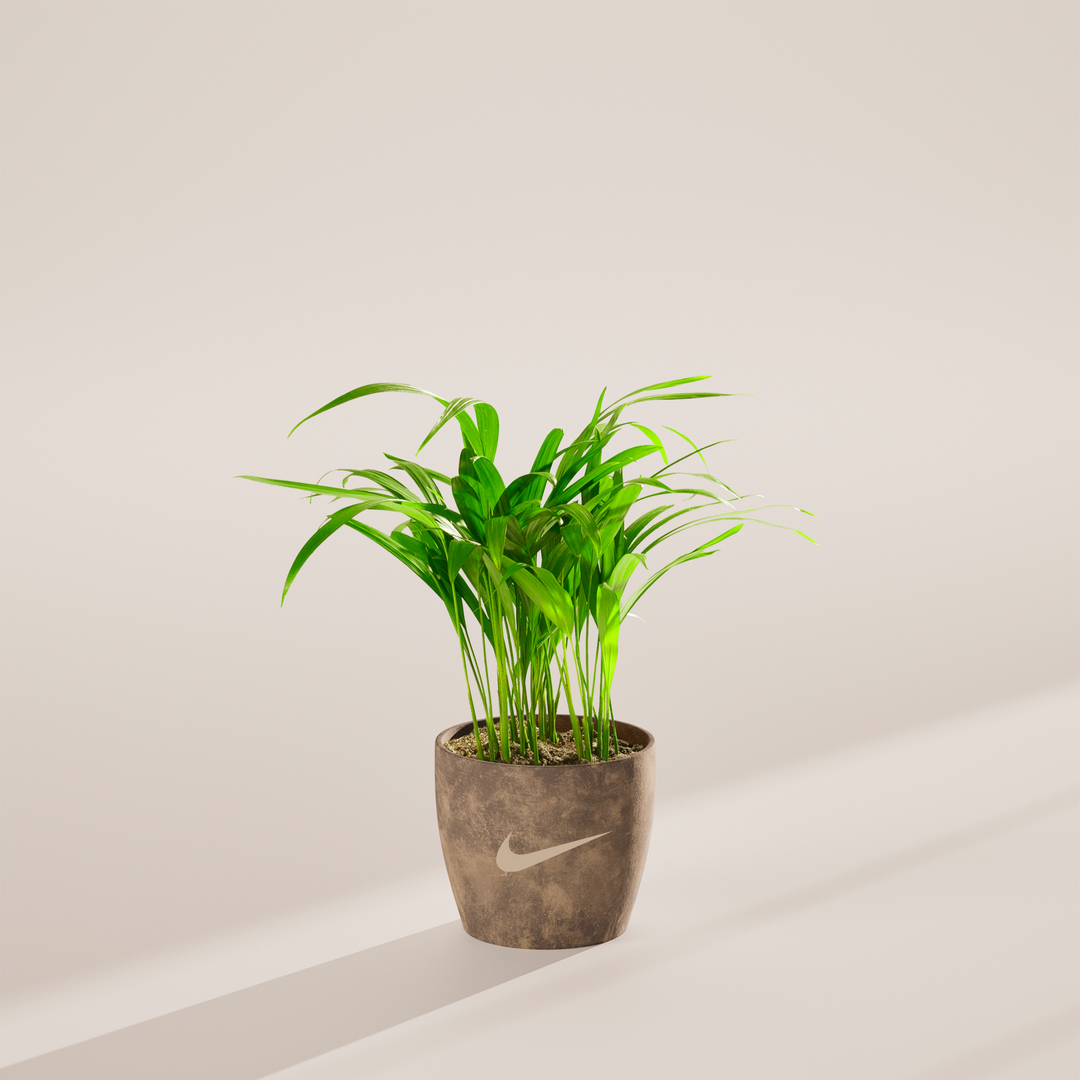 Areca Palm Plant Kit