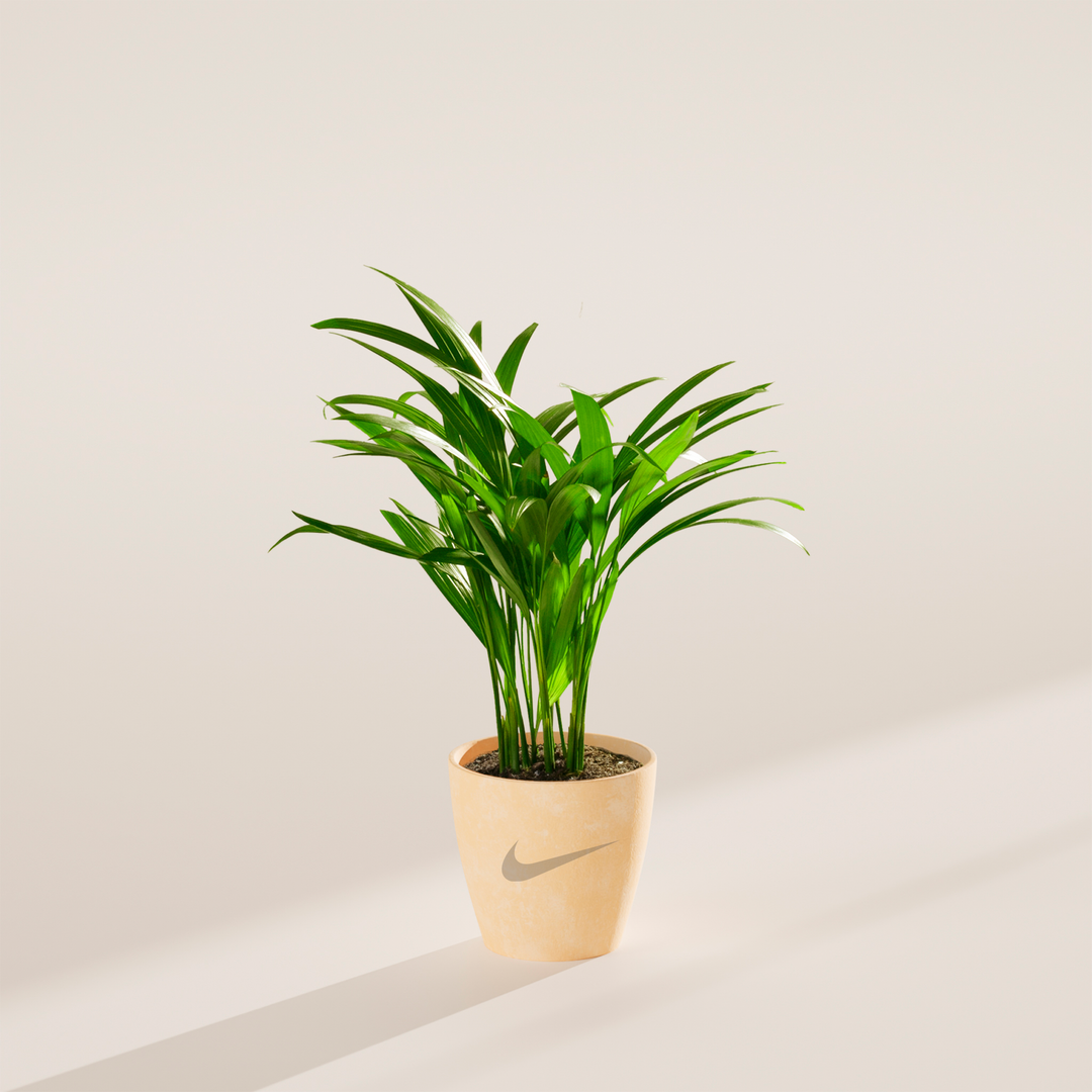 Areca Palm Plant Kit