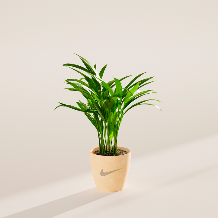 Areca Palm Plant Kit