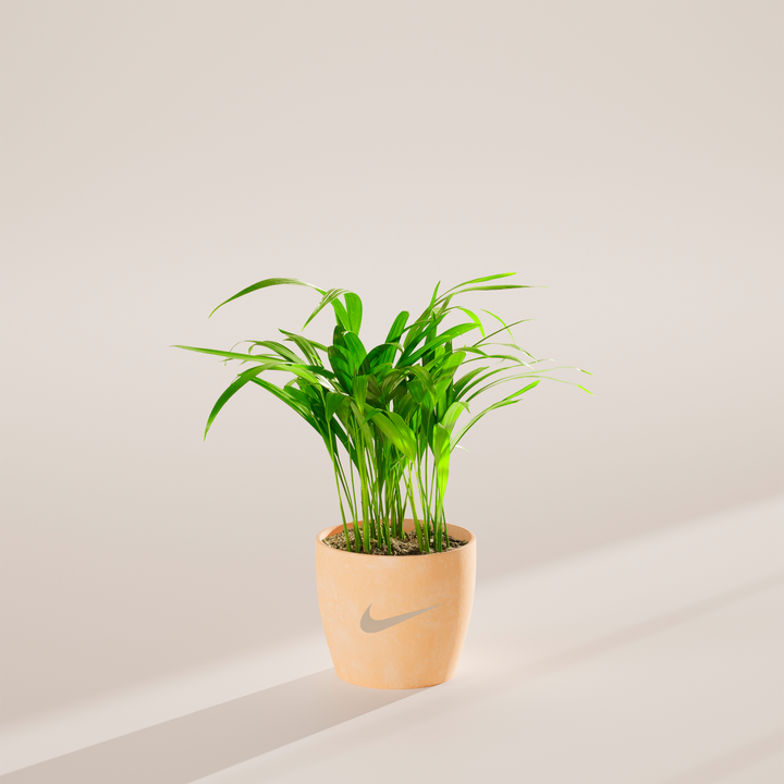 Areca Palm Plant Kit