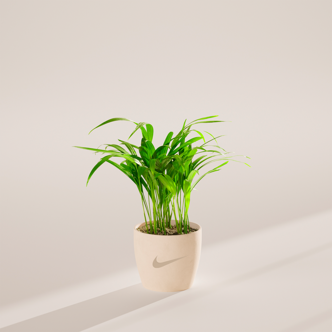Areca Palm Plant Kit
