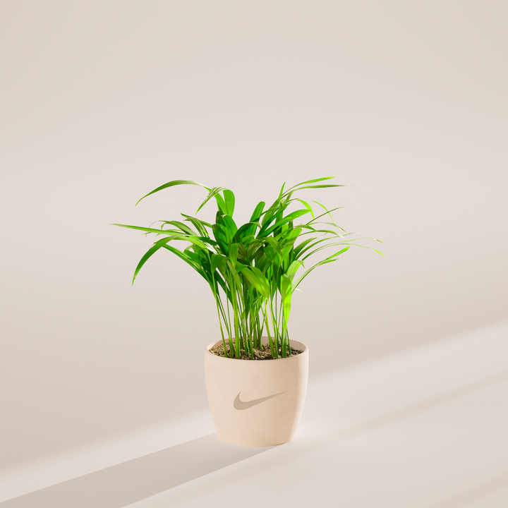 Areca Palm Plant Kit