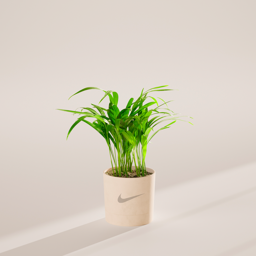 Areca Palm Plant Kit