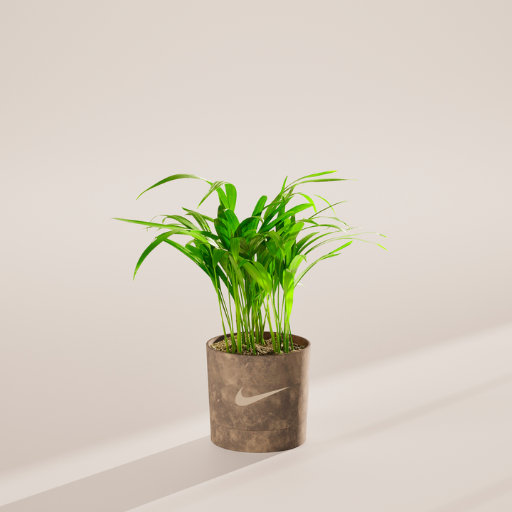 Areca Palm Plant Kit