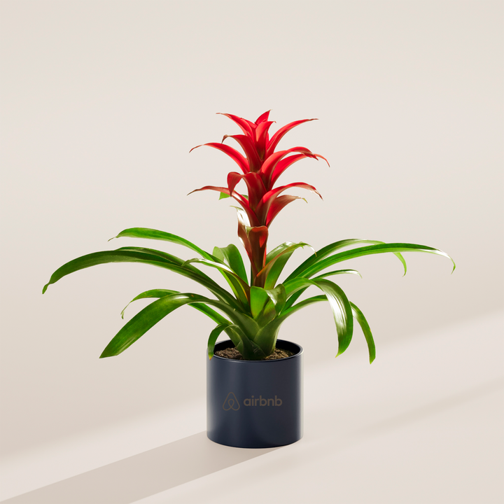 Assorted Bromeliad Plant Kit