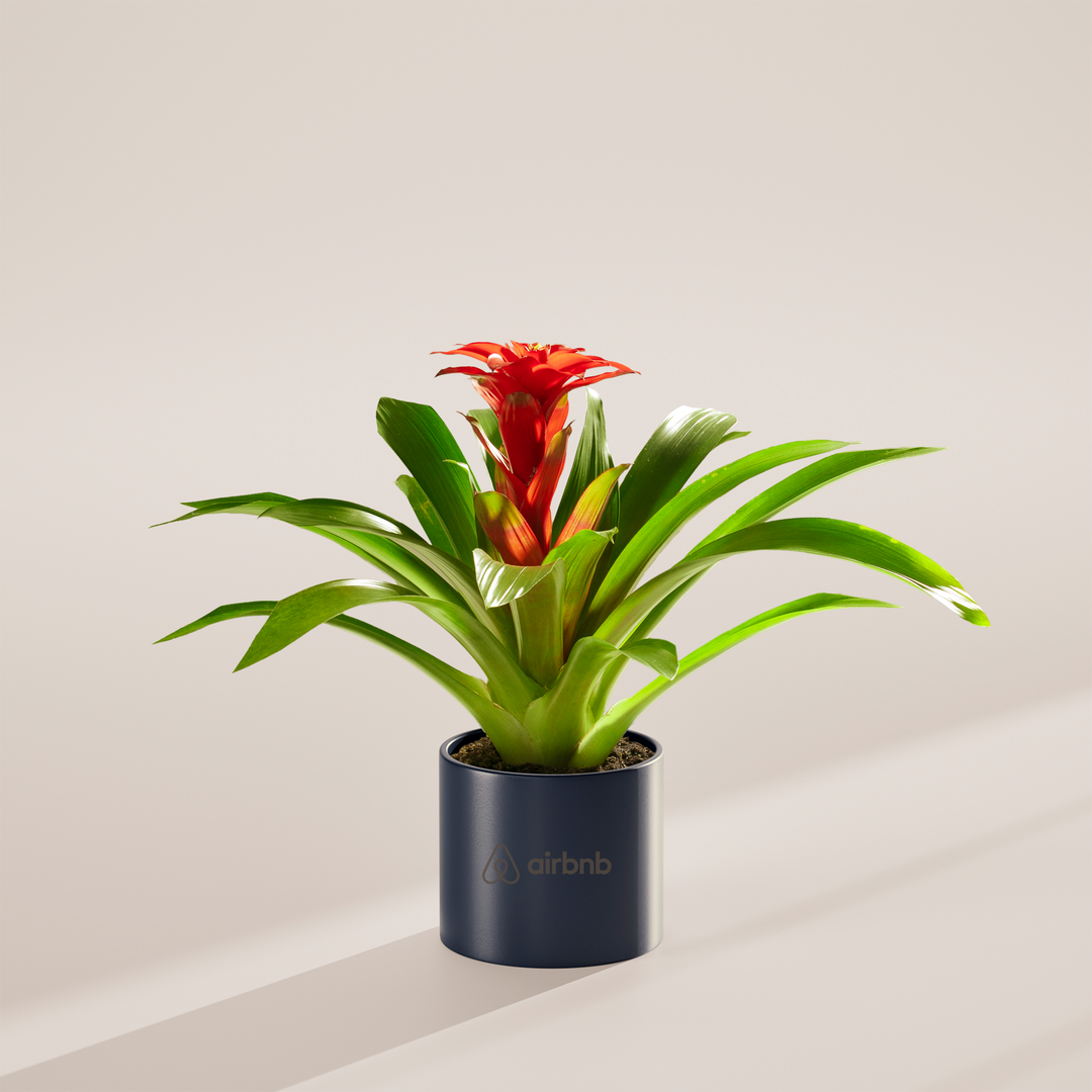 Assorted Bromeliad Plant Kit