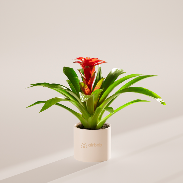 Assorted Bromeliad Plant Kit
