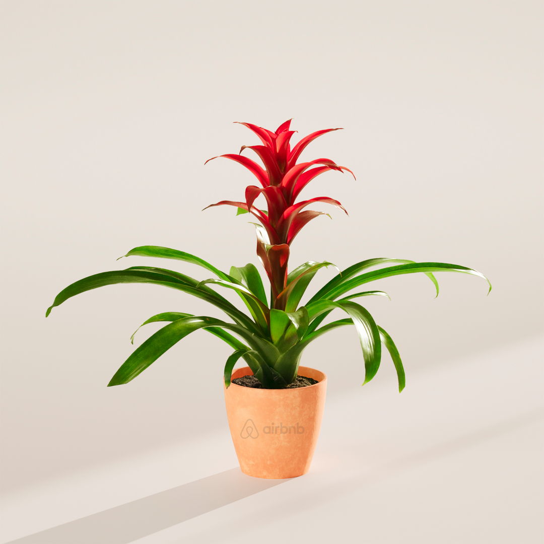 Assorted Bromeliad Plant Kit