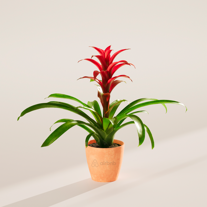 Assorted Bromeliad Plant Kit