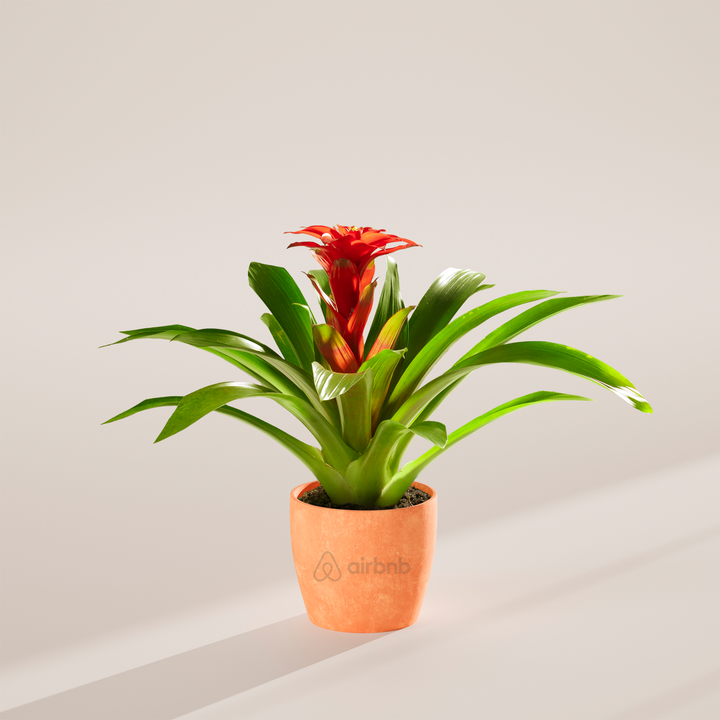 Assorted Bromeliad Plant Kit