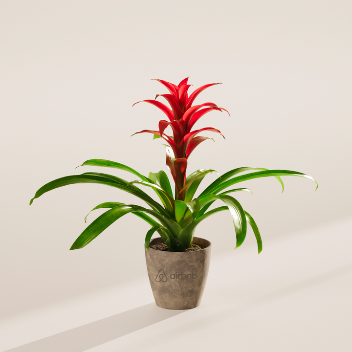Assorted Bromeliad Plant Kit