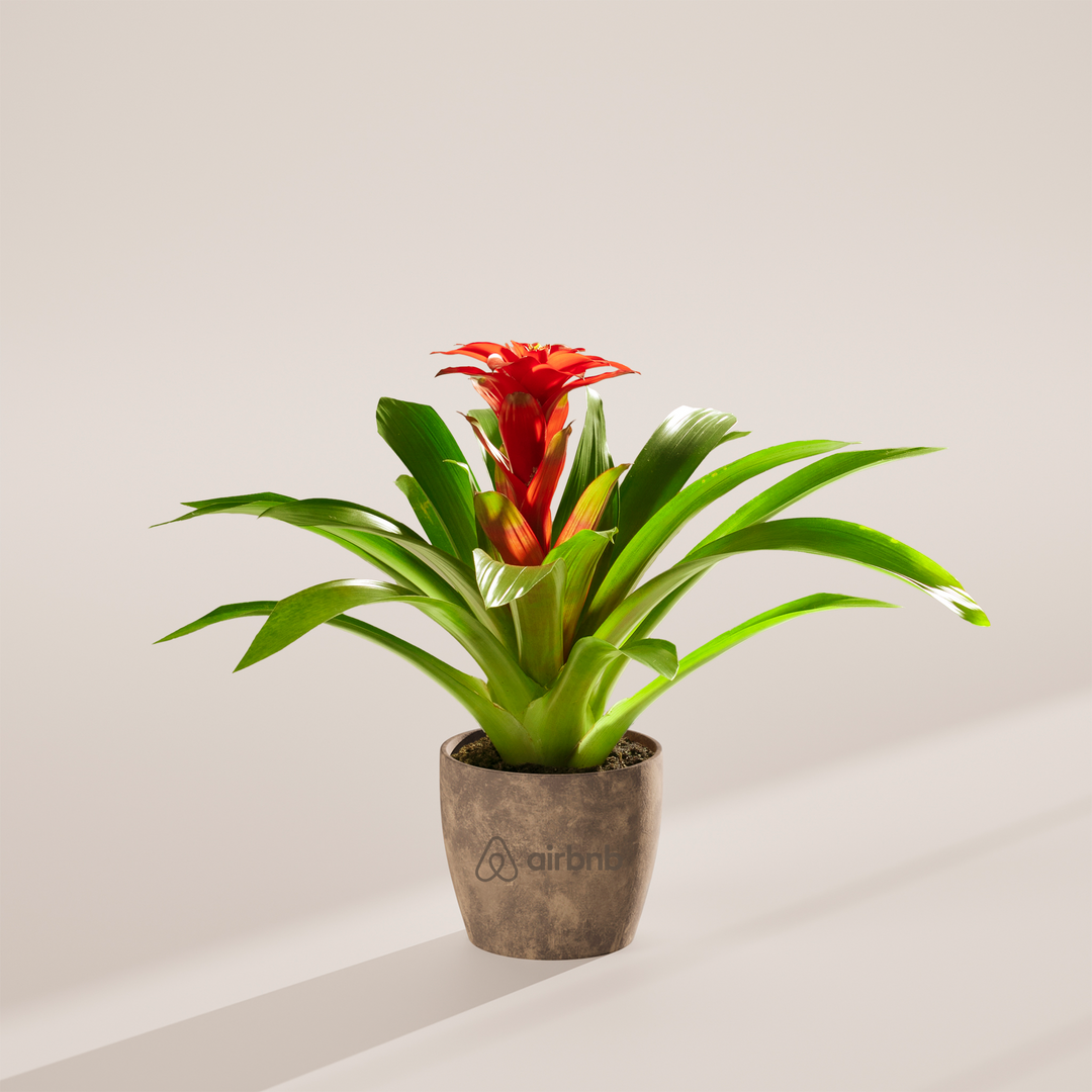 Assorted Bromeliad Plant Kit