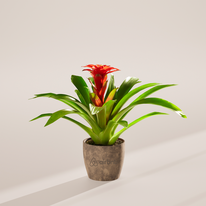 Assorted Bromeliad Plant Kit