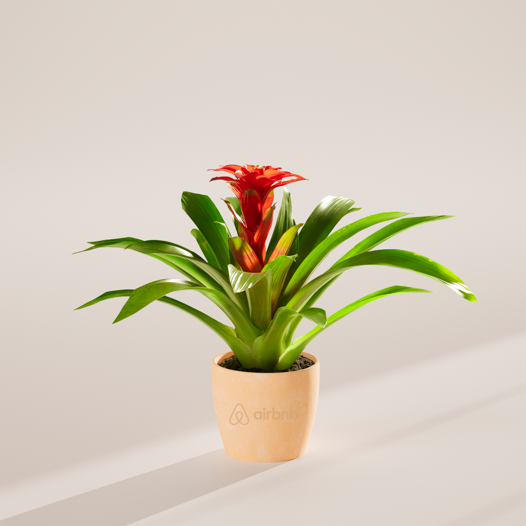 Assorted Bromeliad Plant Kit