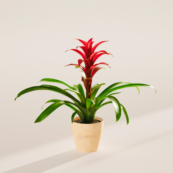 Assorted Bromeliad Plant Kit