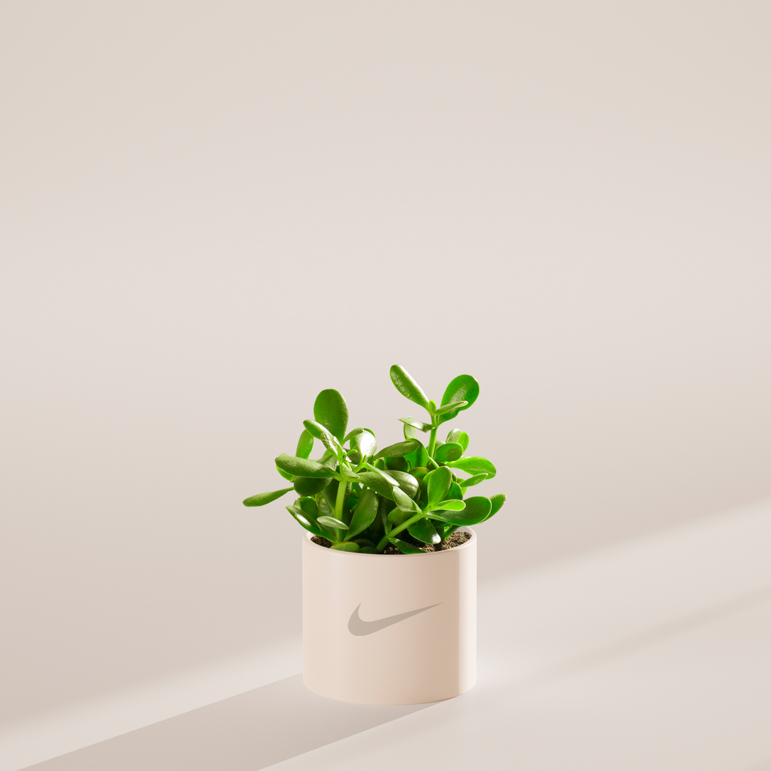 Jade Succulent Plant Kit