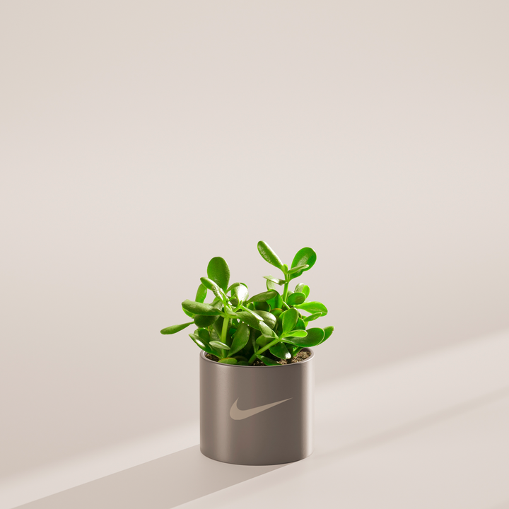 Jade Succulent Plant Kit