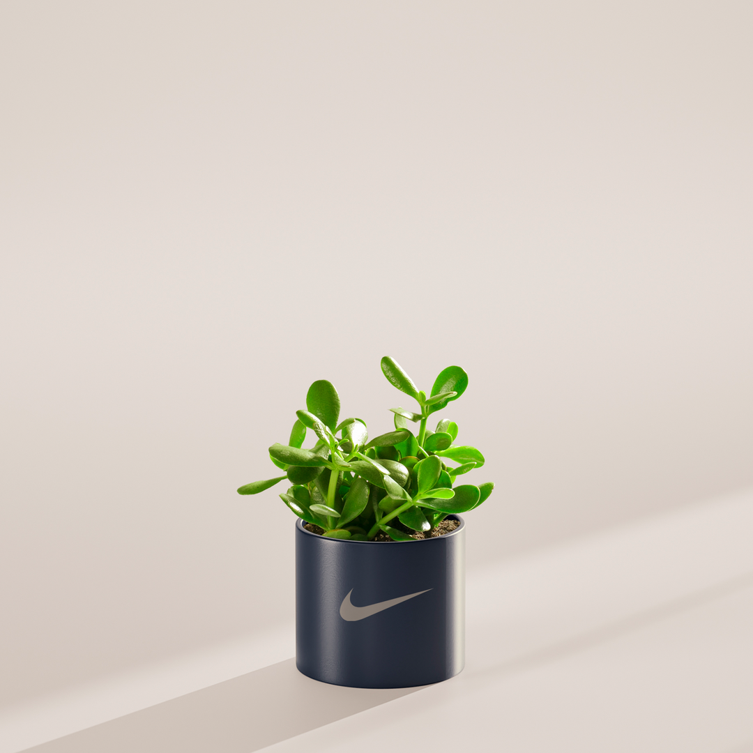 Jade Succulent Plant Kit