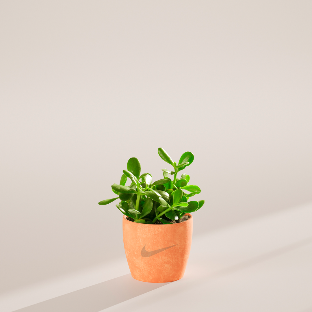 Jade Succulent Plant Kit