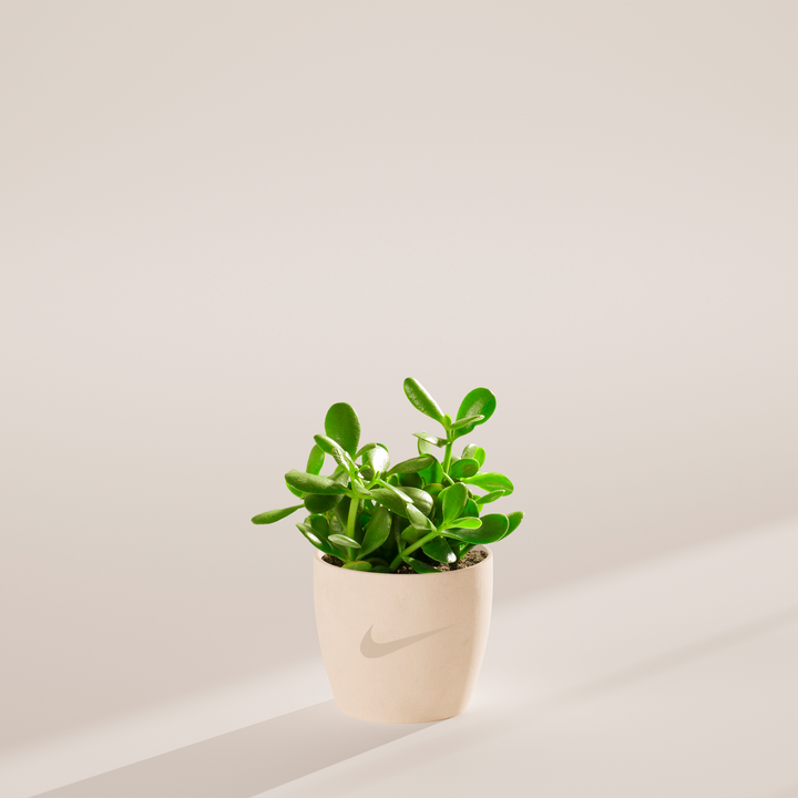 Jade Succulent Plant Kit
