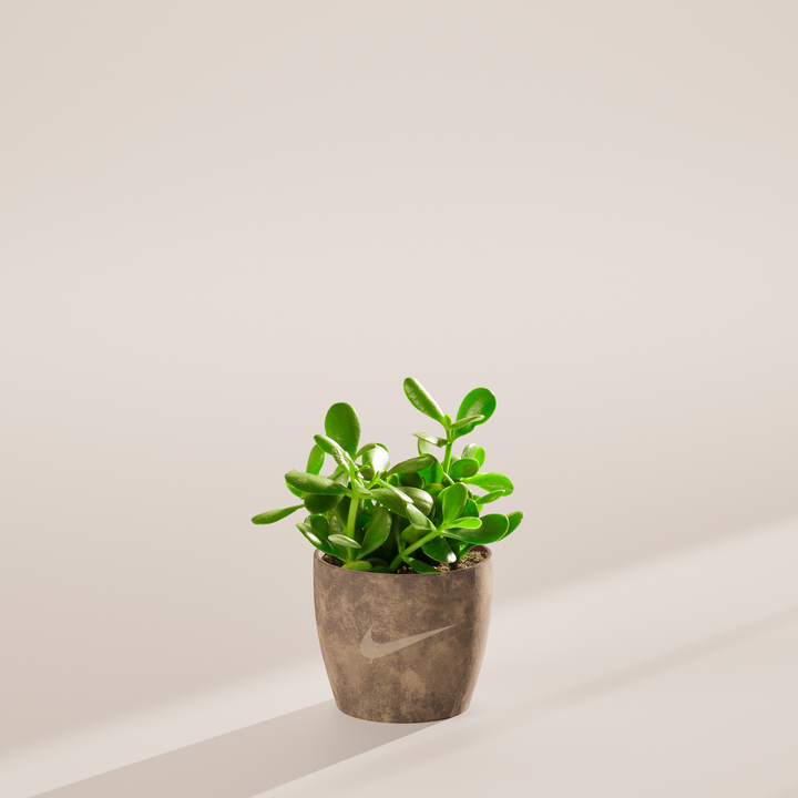 Jade Succulent Plant Kit