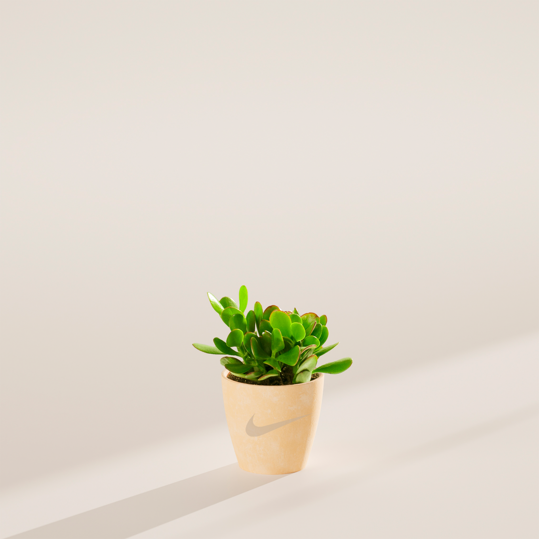 Jade Succulent Plant Kit