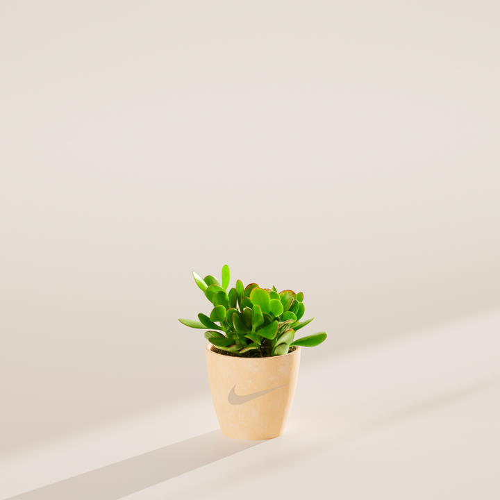 Jade Succulent Plant Kit