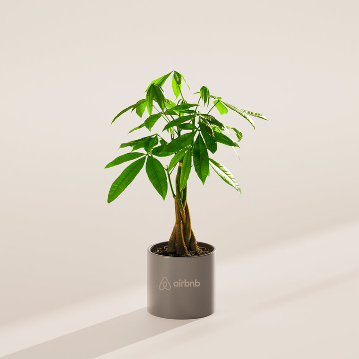 Money Tree Plant Kit