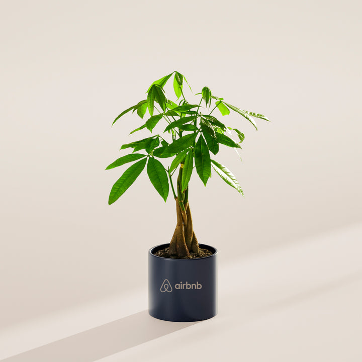 Money Tree Plant Kit