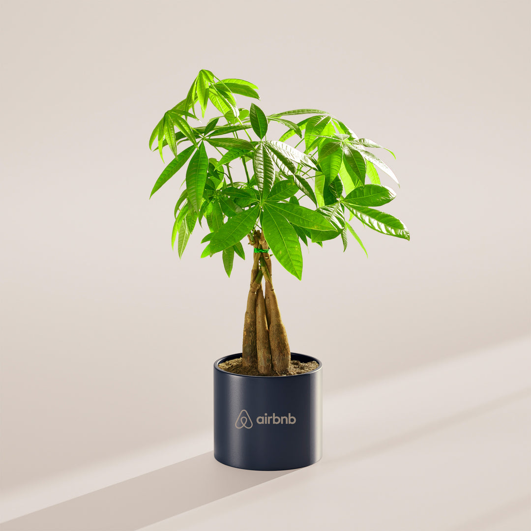 Money Tree Plant Kit