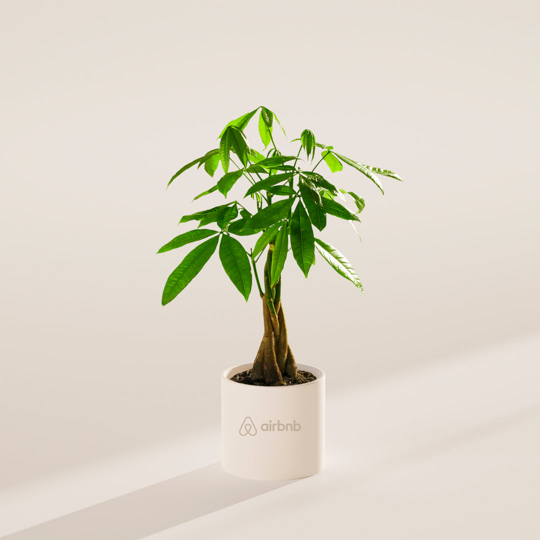 Money Tree Plant Kit