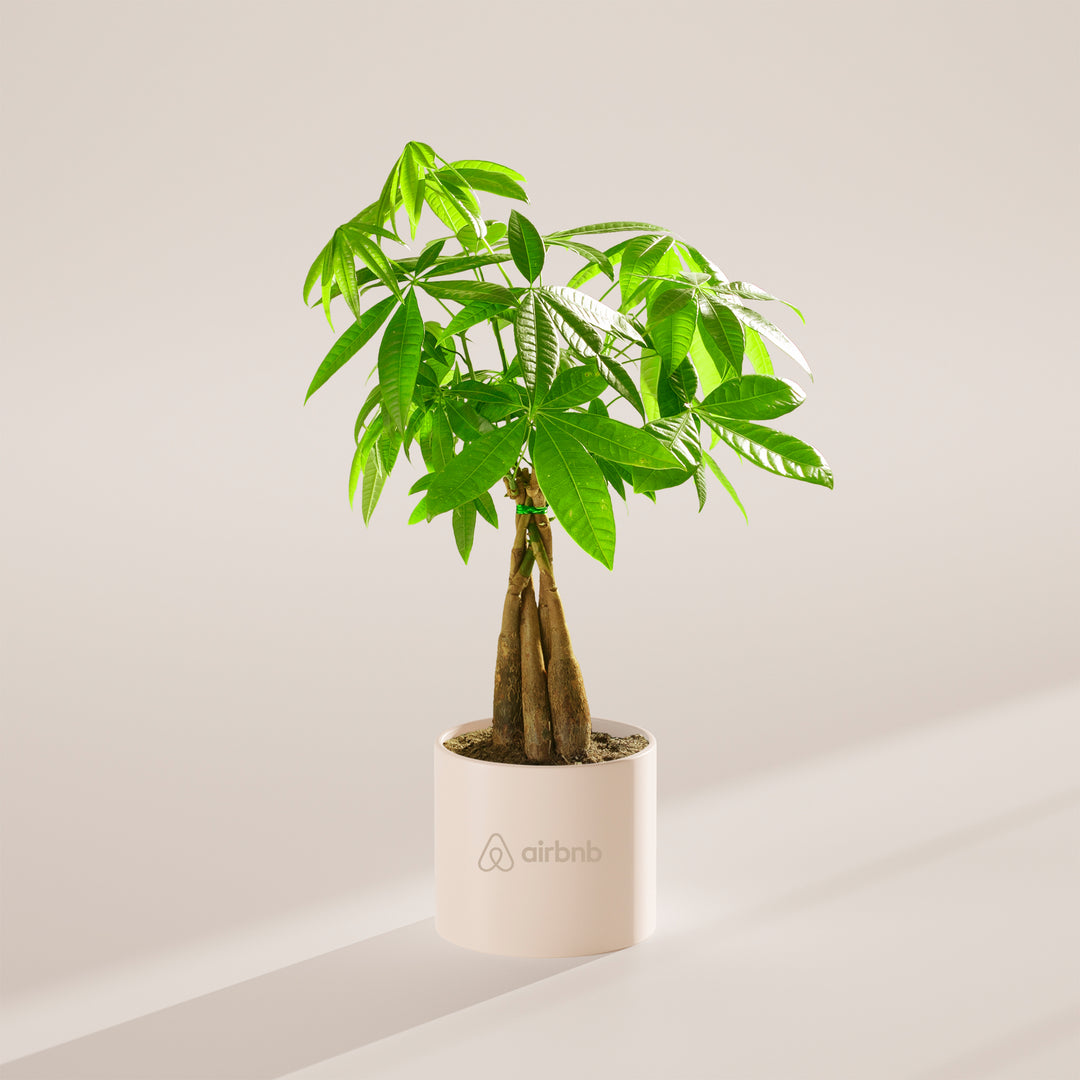 Money Tree Plant Kit