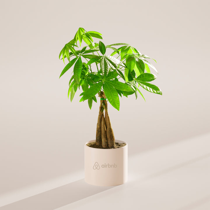 Money Tree Plant Kit