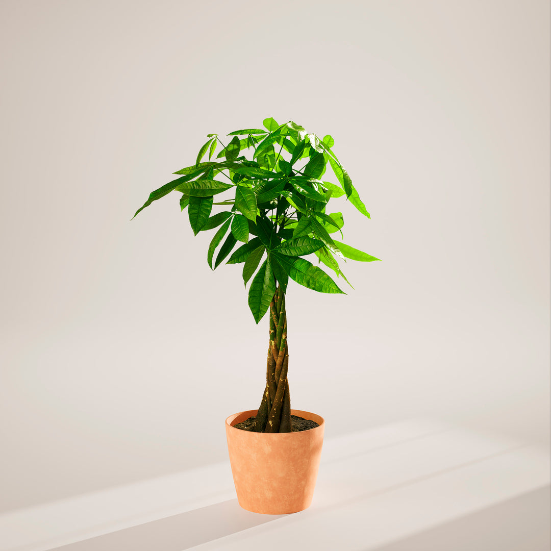 Money Tree Plant Kit