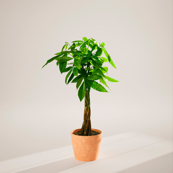 Money Tree Plant Kit