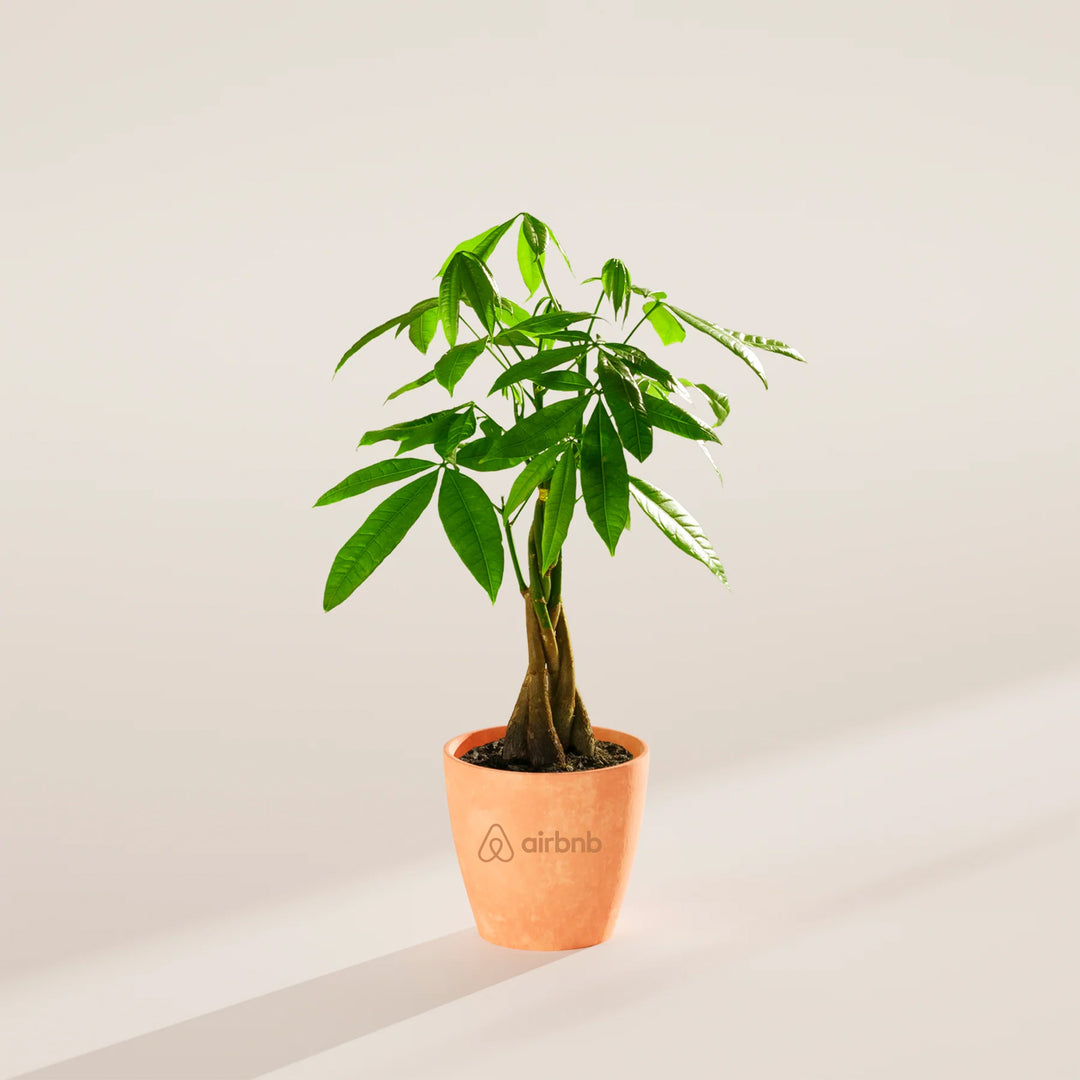 Money Tree Plant Kit