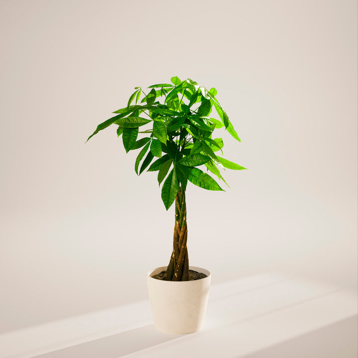 Money Tree Plant Kit