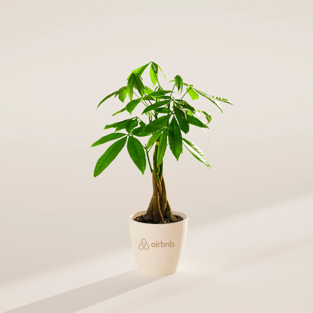 Money Tree Plant Kit