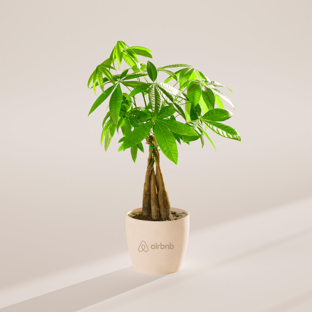 Money Tree Plant Kit