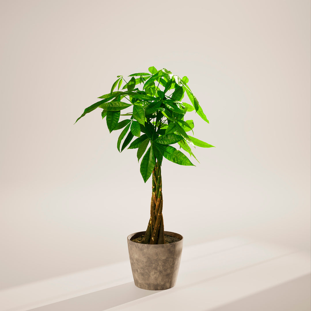 Money Tree Plant Kit