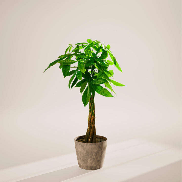 Money Tree Plant Kit
